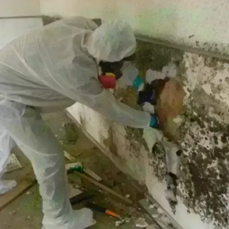 Mold Remediation and Removal in Paris, MO